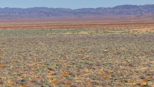 Antelope Deer Aerial Drone California Valley