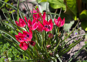 Dwarf pink tulip, Tulipa humilis 'Little Beauty', on a sunny day in spring. Flower in the garden. Nature floral background. unusual small bright pink tulips close-up.