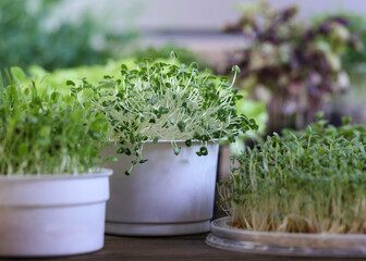 Chia sprouts in a plastic cup. Amaranth and chia microgreen close-up. Growing microgreens at home. green sprouts chia microgreens in container. Concept of healthy eating, wholesome foods, vegetarian