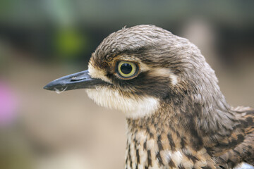 Peruvian Thick-knee, Burhinus superciliaris, also called Huerequeque, in nature.