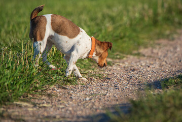 Naklejka na ściany i meble A beautiful thoroughbred Jack Russell Terrier runs through the grass on a sunny day.