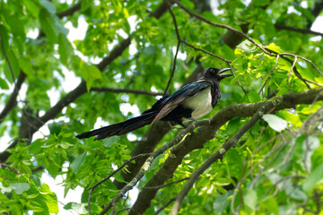 Eurasian Magpie (Pica pica) sitting on a branch in a tree in Zurich, Switzerland