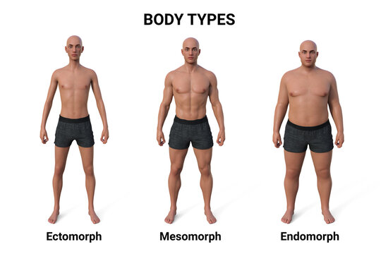 Endomorph Images – Browse 586 Stock Photos, Vectors, and Video
