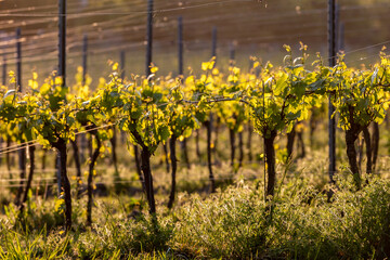 Vines growing in a vineyard in the South Downs, with the glow of evening light