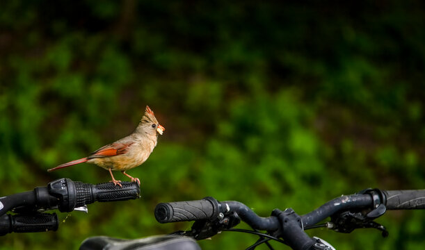 Norhern Cardinal female sitting on bicycle handle outdoor