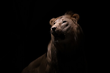 Fototapeta na wymiar Closeup portrait of a taxidermy lion isolated on a black background