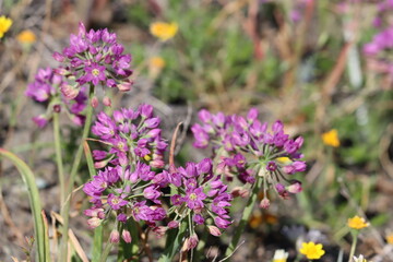 Sierra Onion, Allium Campanulatum, displaying springtime blooms in the San Rafael Mountains, a native perennial monoclinous herb with cymose umbel inflorescences.