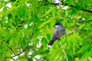 Eastern Kingbird (Tyrannus tyrannus) perched in a tree