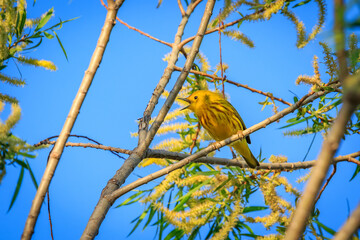 Yellow Warbler (Setophaga petechia) perched in a tree