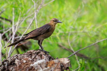 Female Great-tailed Grackle (Quiscalus mexicanus) perched in a tree