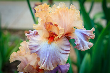 Fototapeta na wymiar Lavender and Peach Bearded Iris