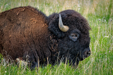 Bison Portrait © Richard