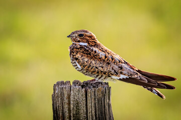 Common Nighthawk (Chordeiles minor) sitting on a post in rural Oklahoma
