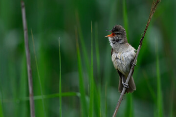 Great reed warbler // Drosselrohrsänger (Acrocephalus arundinaceus)  - Thessaloniki, Greece