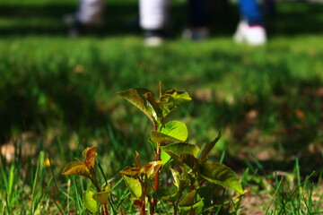 grass in the morning