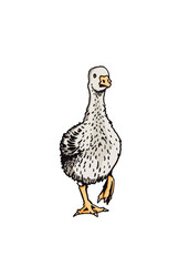Vector color goose on white background,farmbird graphical illustration