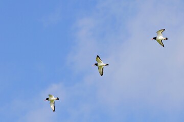 Austernfänger im Flug