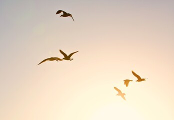 Möwen im Flug