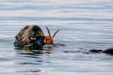 Fototapeta premium Otter eating crab