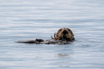 Fototapeta premium Otter eating crab