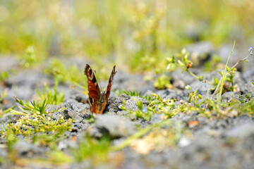 Aglais io the European peacock, peacock butterfly in the natur on the rocky ground