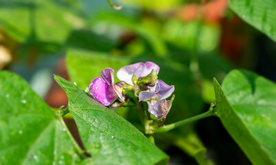 Dolichos flower of violet color blooming in the branches in Winter vegetable garden with water drops.