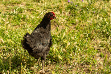 Gallina en el campo verde. Gallina huevos ecológicos. 