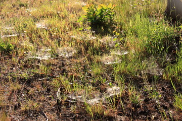 Pajęczyny pająków kątników leśnych w lesie  - obrazy, fototapety, plakaty