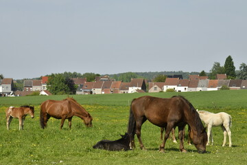 Obraz premium Chevaux broutant de l'herbe dans l'une des pâturages à Braine-le-Comte 