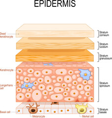 epidermis structure. Skin anatomy. Cell, and layers of a human skin. - obrazy, fototapety, plakaty
