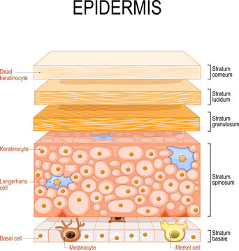 epidermis structure. Skin anatomy. Cell, and layers of a human skin.