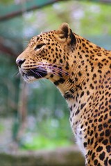 Body of Sri Lanka leopard with staring gaze