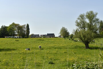 Fototapeta premium Prairies avec parfois du bétail dans la zone rurale de Braine-le-Comte 