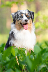 Beautiful merle Australian Shepherd with blue eye, Aussie with two different eye colors portrait outdoor, green blurred background in the forest, on the spring grass
