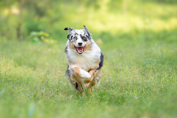 Beautiful merle Australian Shepherd with blue eye, Aussie with two different eye colors running outdoor, green blurred background in the forest, on the spring grass