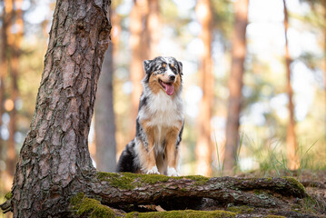 Beautiful merle Australian Shepherd with blue eye, Aussie with two different eye colors portrait...