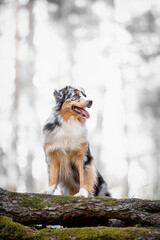 Beautiful merle Australian Shepherd with blue eye, Aussie with two different eye colors portrait outdoor, green blurred background in the forest, on the spring grass