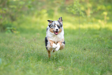 Naklejka na ściany i meble Beautiful merle Australian Shepherd with blue eye, Aussie with two different eye colors running outdoor, green blurred background in the forest, on the spring grass