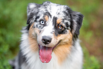 Beautiful merle Australian Shepherd with blue eye, Aussie with two different eye colors portrait outdoor, green blurred background in the forest, on the spring grass