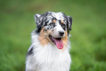 Beautiful merle Australian Shepherd with blue eye, Aussie with two different eye colors portrait outdoor, green blurred background in the forest, on the spring grass