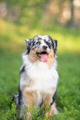 Beautiful merle Australian Shepherd with blue eye, Aussie with two different eye colors portrait outdoor, green blurred background in the forest, on the spring grass