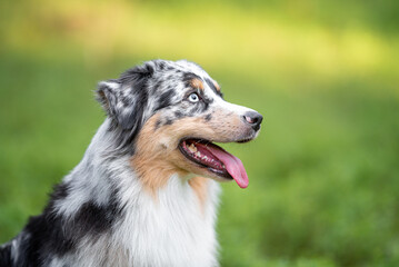 Beautiful merle Australian Shepherd with blue eye, Aussie with two different eye colors portrait outdoor, green blurred background in the forest, on the spring grass