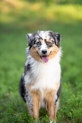 Beautiful merle Australian Shepherd with blue eye, Aussie with two different eye colors portrait outdoor, green blurred background in the forest, on the spring grass
