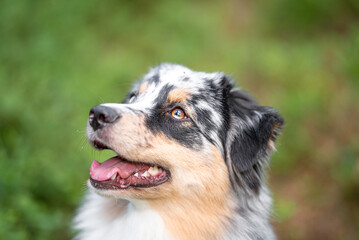 Beautiful merle Australian Shepherd with blue eye, Aussie with two different eye colors portrait outdoor, green blurred background in the forest, on the spring grass