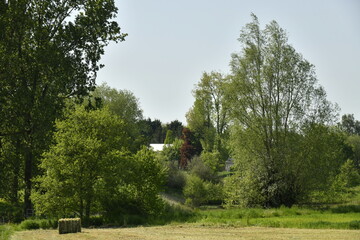 Végétation dense longeant un champ de paille à Braine-le-Comte 