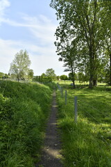Obraz premium Sentier sous l'ombre des arbres à Braine-le-Comte