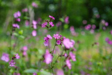Silene dioica (syn. Melandrium rubrum), known as red campion and red catchfly, is a herbaceous flowering plant in the family Caryophyllaceae, native throughout central, western and Northern Europe.