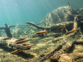 School of Eurasian minnow fish swimming underwater