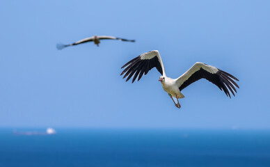 Fototapeta na wymiar stork in flight