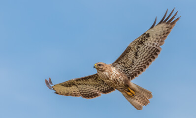 hawk in flight